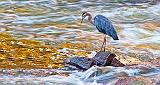 Heron Hunting At Sunrise_P1170908